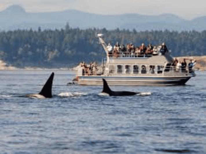 Hermanus: Excursión en barco para avistar ballenas y cata de vinos ,Pingüino