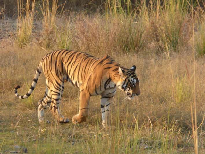 Reserva del safari a Ranthambore