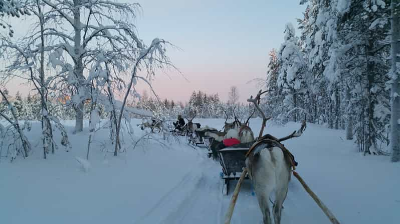 Levi: Paseo en trineo de renos de 3 km