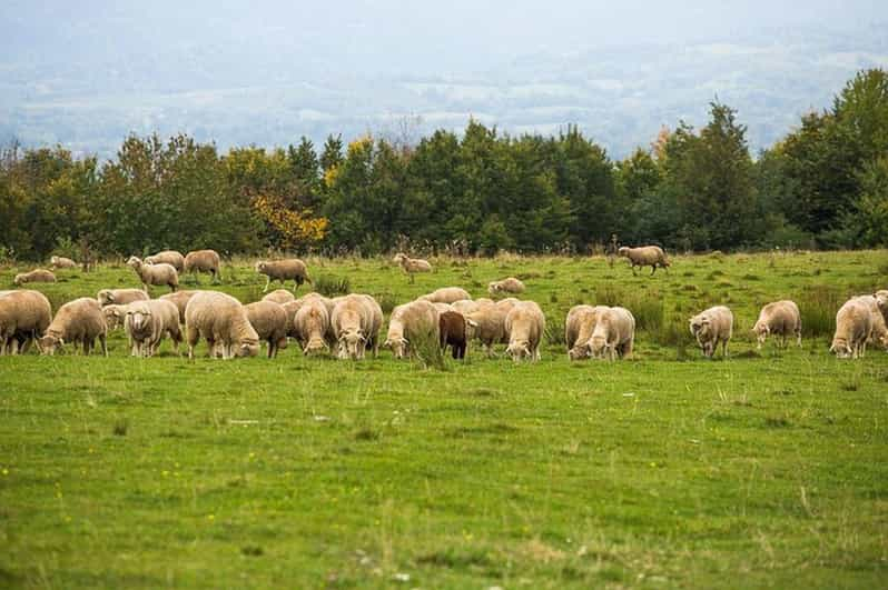 Visita de 1 día a los castillos de Sinaia y Bran