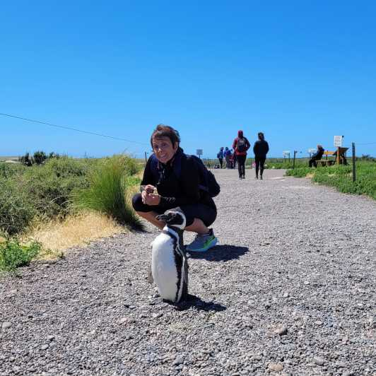 Desde Punta Madryn: excursión por la costa de Punta Tombo con almuerzo