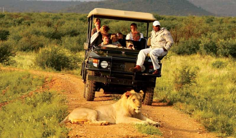 Medio día en la Reserva de Caza de Tala y el Parque de los Leones de Natal desde Durban