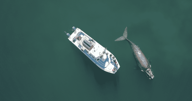 Combo de viaje a tiburones y ballenas