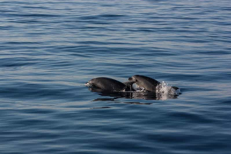 Lisboa: Avistamiento de Delfines y Buceo con 1 Bebida de Bienvenida