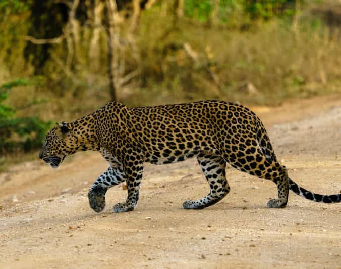 Parque Nacional de Yala : Safari de día completo (4:30 - 18:00)