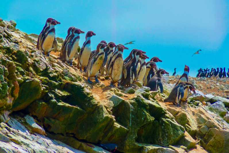 Paracas: Excursión a las Islas Ballestas y la Reserva Nacional de Paracas