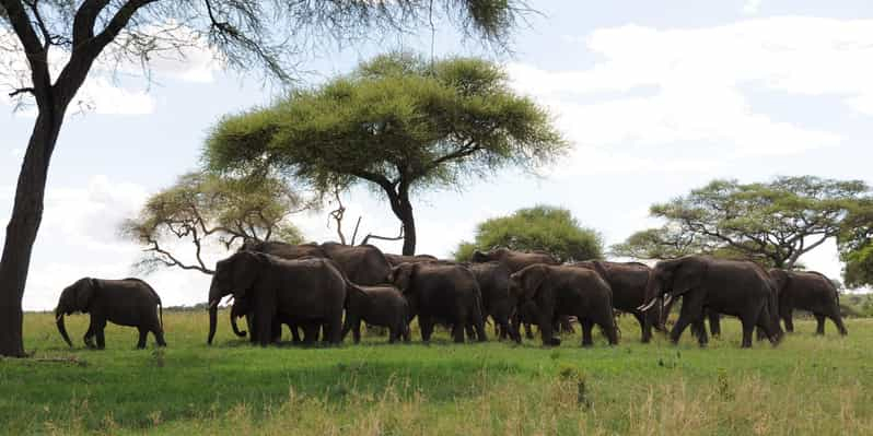 Safari en el Parque Nacional de Tarangire (Añadido Tanzania)