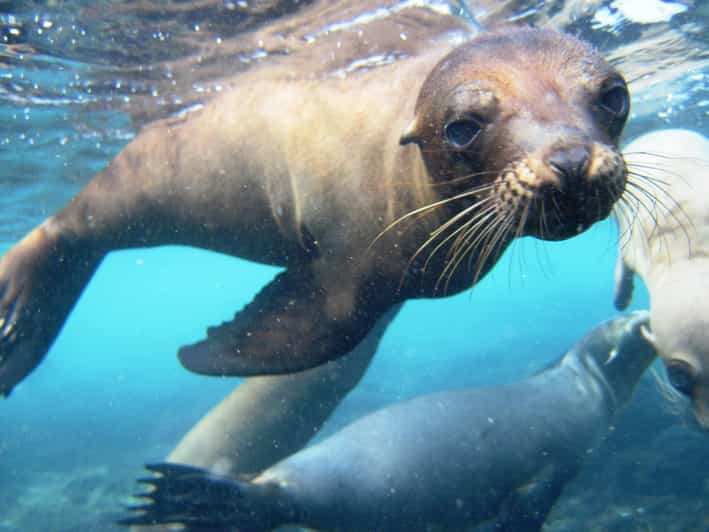 Desde Puerto Ayora: Excursión de un día a la Isla Santa Fe para hacer snorkel