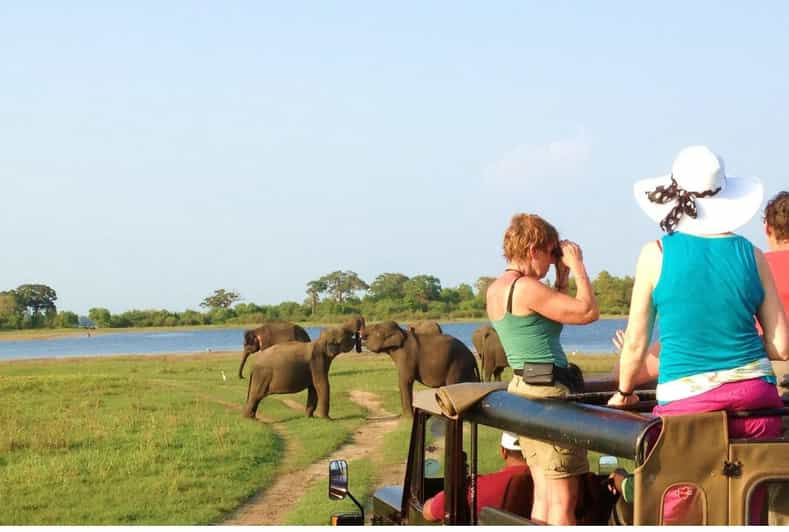 Desde Dambulla/ Sigiriya: Safari en el Parque Nacional de Minneriya