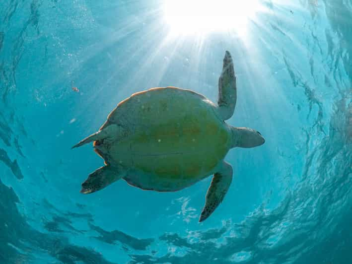 Riviera Maya: Encuentro con tortugas en la playa de Akumal