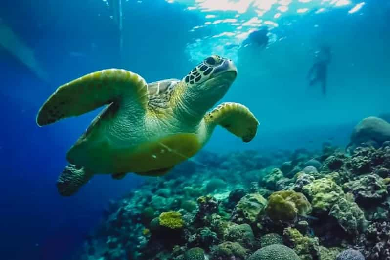 Cebú: Excursión de un día para nadar entre tiburones ballena y bucear en Moalboal