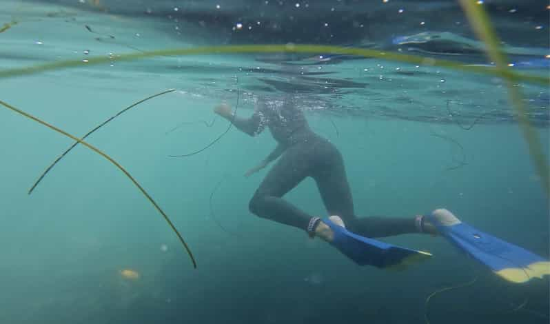 Esnórquel con tiburones en La Jolla