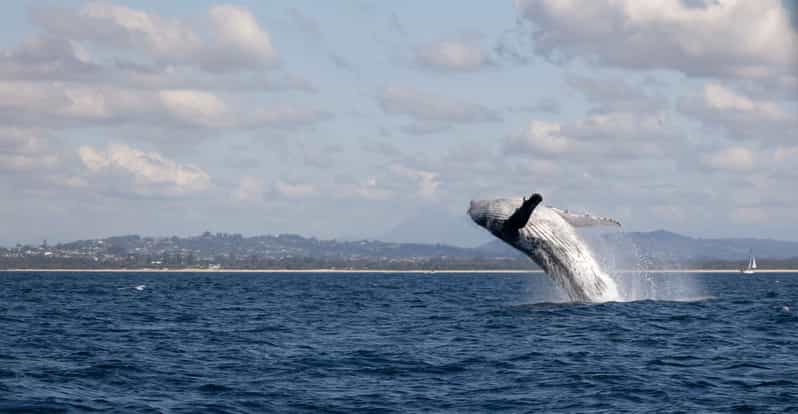 Brunswick Heads Crucero de avistamiento de ballenas en Byron Bay