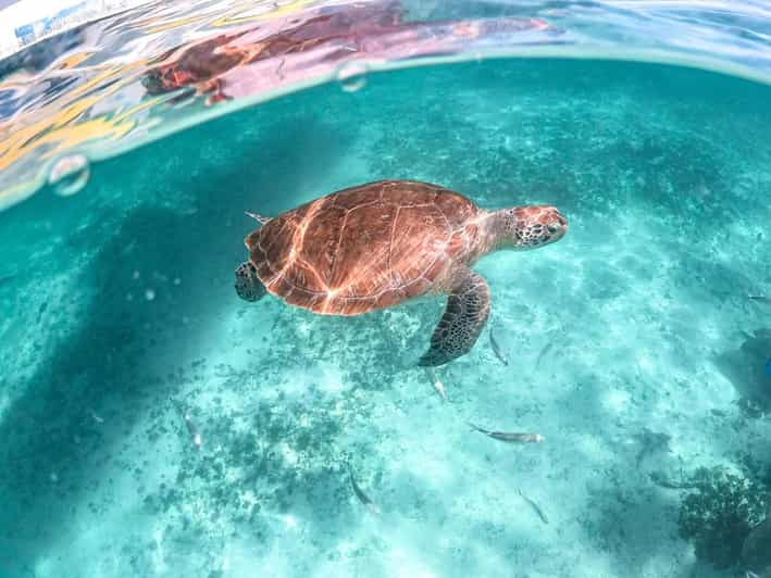 Playa del Carmen: Playa de Akumal Nada y Bucea con Tortugas