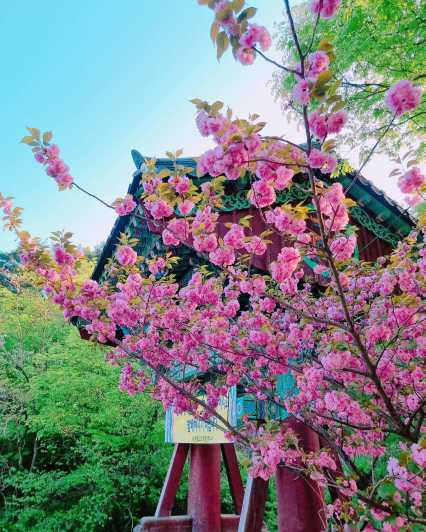 Cerezo en flor en Gaesimsa & Munsusa y Suwon Hwaseong