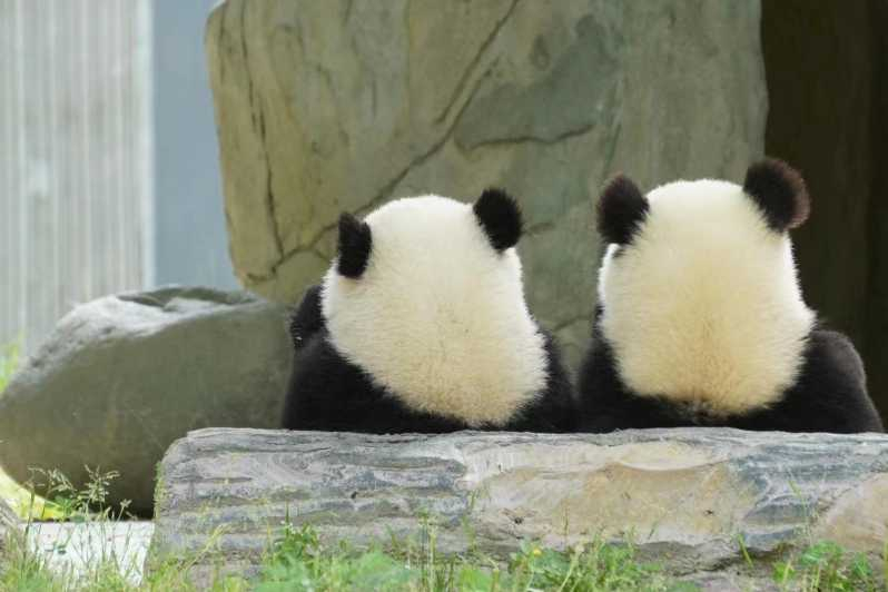 Chengdu Base de Investigación de la Cría del Panda Gigante Ticket de entrada