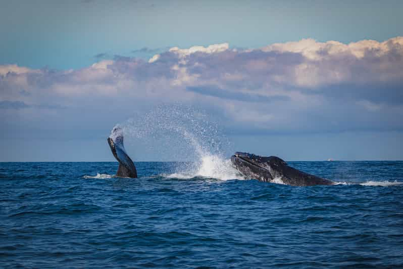 Mirissa: Snorkel con ballenas y vida marina