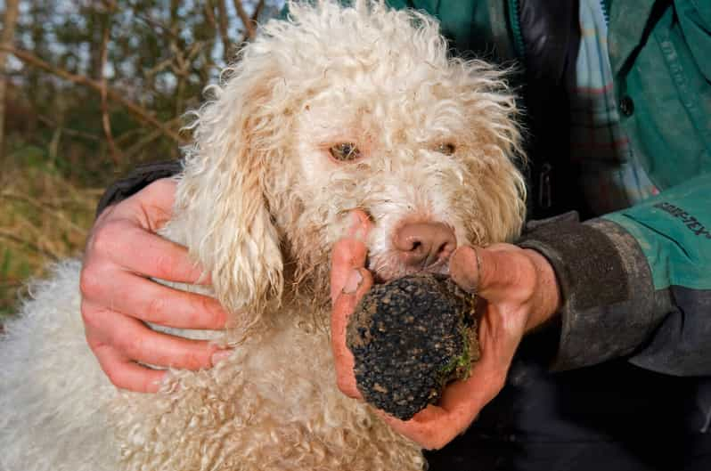 Parma: Caza y degustación de trufas