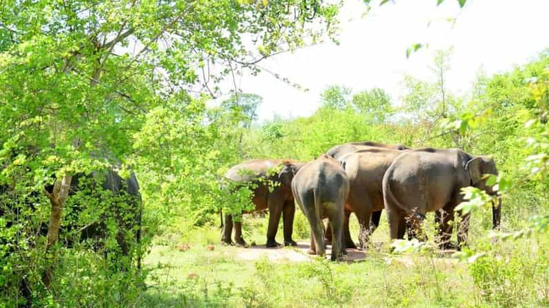 Safari al Parque Nacional de Minneriya Desde Habarana