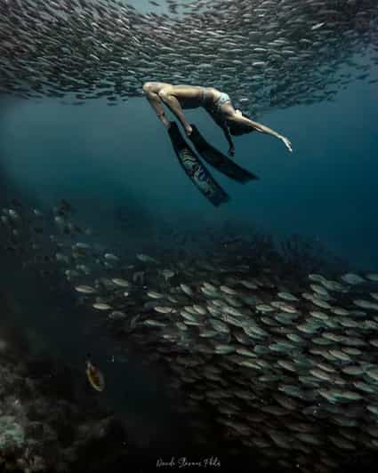 Moalboal: Excursión de snorkel Sardine Run