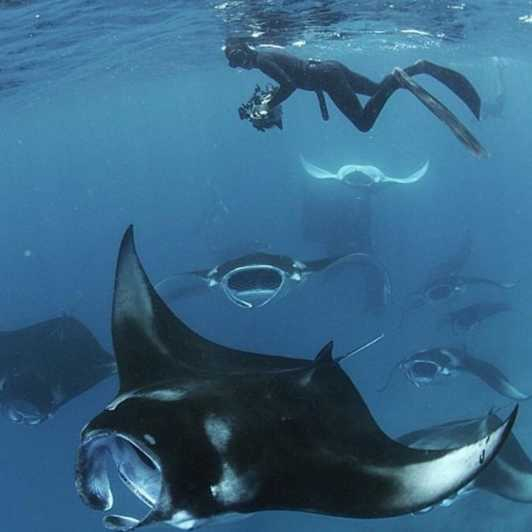Nusa Penida: Excursión de snorkel a 4 puntos con Manta Bay
