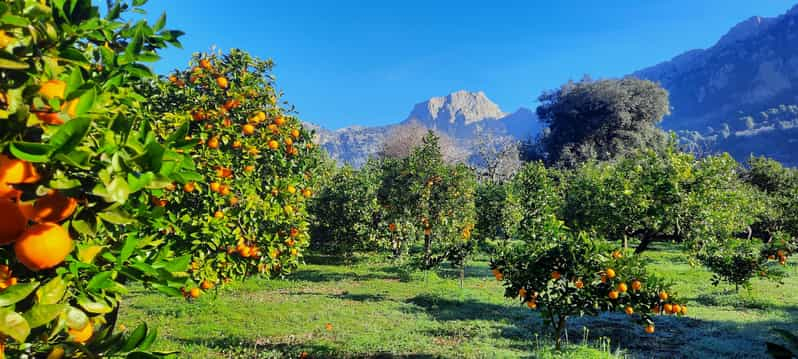 Mallorca: Costa Oeste y Valle de los Naranjos Tour de día completo en minibús