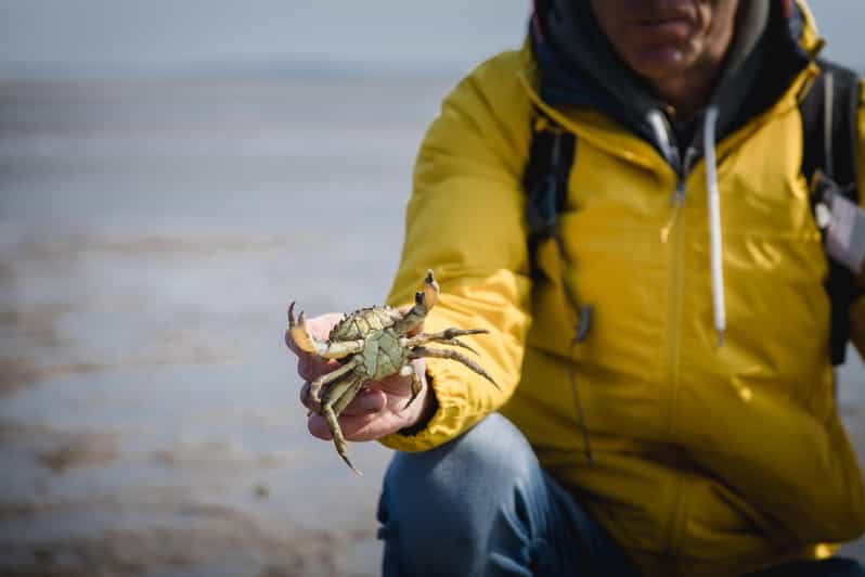 Sylt: Excursión guiada por las marismas de la isla