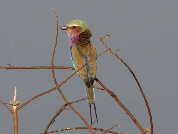 Cataratas Victoria: Safari privado de observación de aves cerca de la ciudad