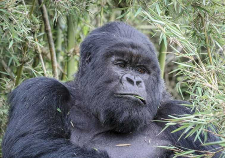 1 día de rastreo de gorilas en el Parque Nacional de los Volcanes de Ruanda