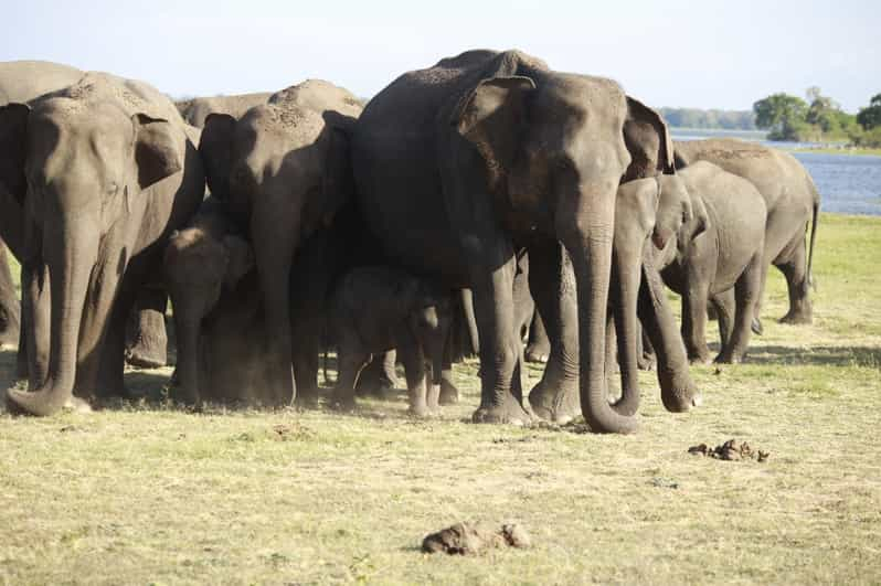 Safari de reunión de elefantes en Minneriya