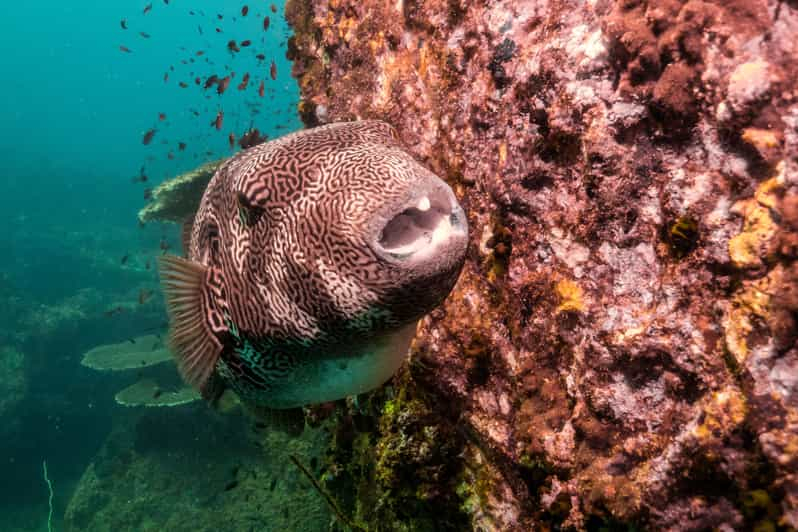 Ko Tao: Prueba el submarinismo: experiencia de 1 día