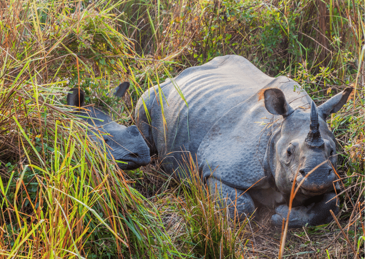 Excursión de un día al Parque Nacional de Kaziranga (Excursión desde Guwahati)