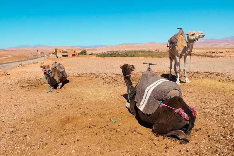 Desde Marrakech: tour 1 día cordillera Atlas y paseo camello
