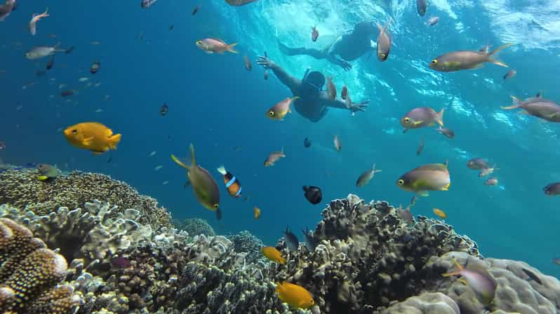 Moalboal:Bucea en la Isla Pescador, Sardine Run y el Paraíso de las Tortugas