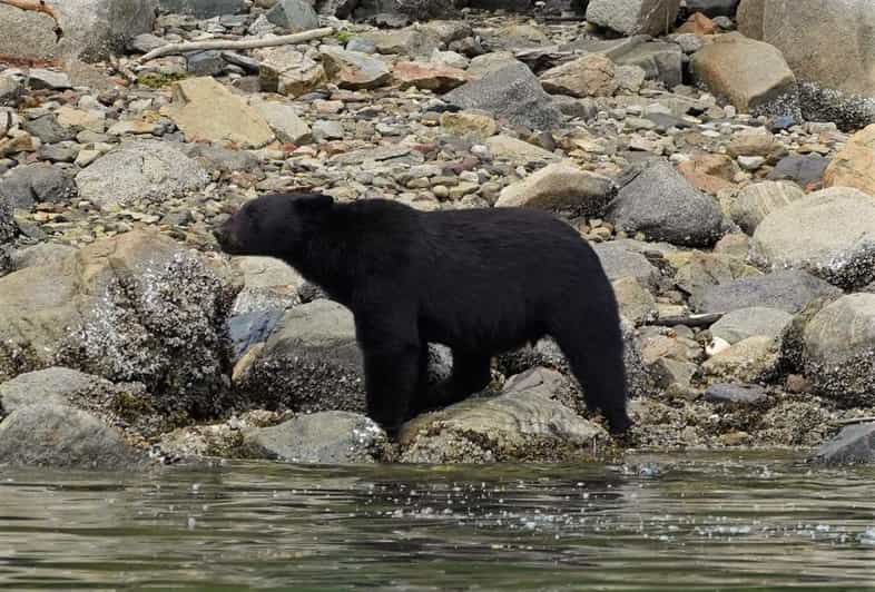 Isla de Vancouver: Excursión de un día a los Osos y Ballenas de Primavera