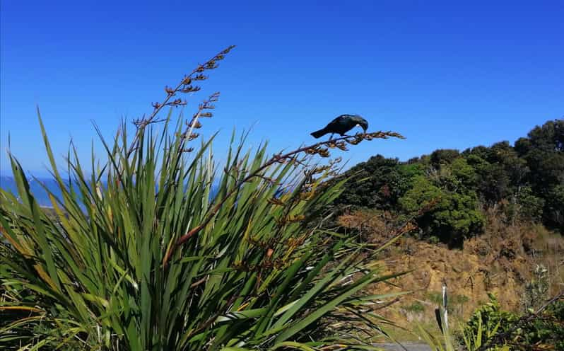 Desde Greymouth: Lo mejor de la excursión de un día por la Costa Oeste