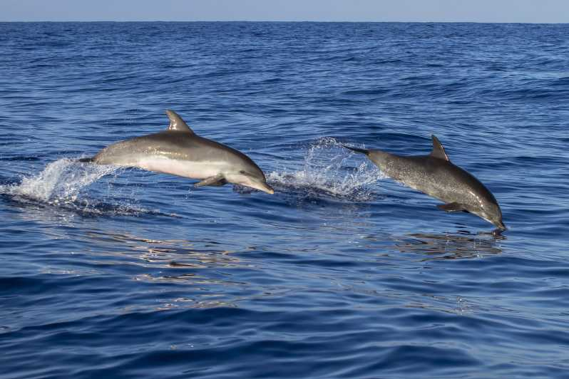 Poreč: Crucero para avistar delfines con bebidas incluidas