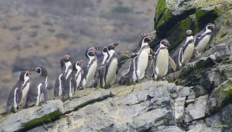 Día completo a Isla Damas y Reserva Nacional del Pingüino de Humbolt