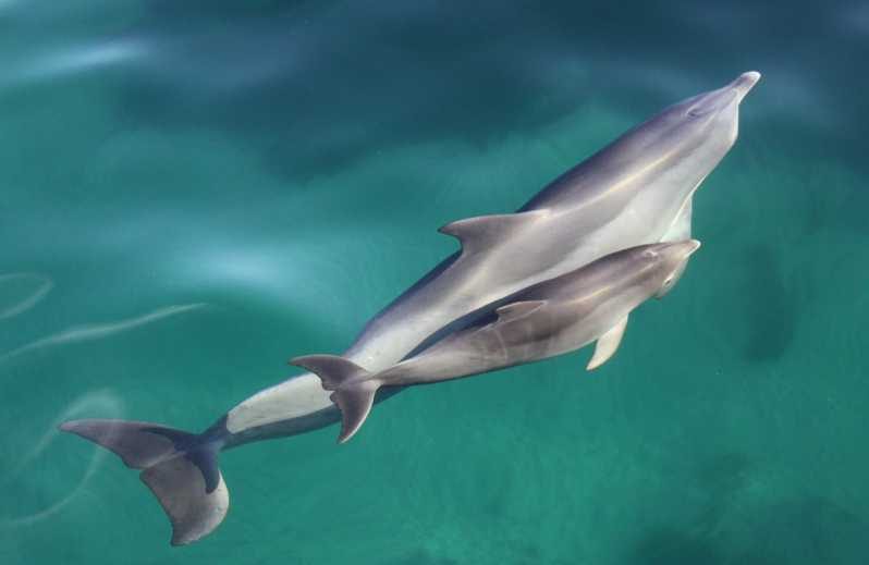 Adelaide: avistamiento de delfines salvajes de 3,5h