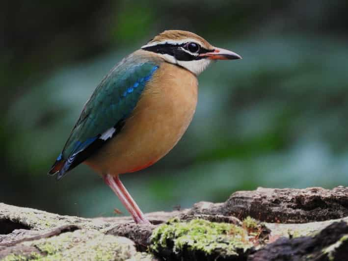 Observación y fotografía de aves en Thattekkad