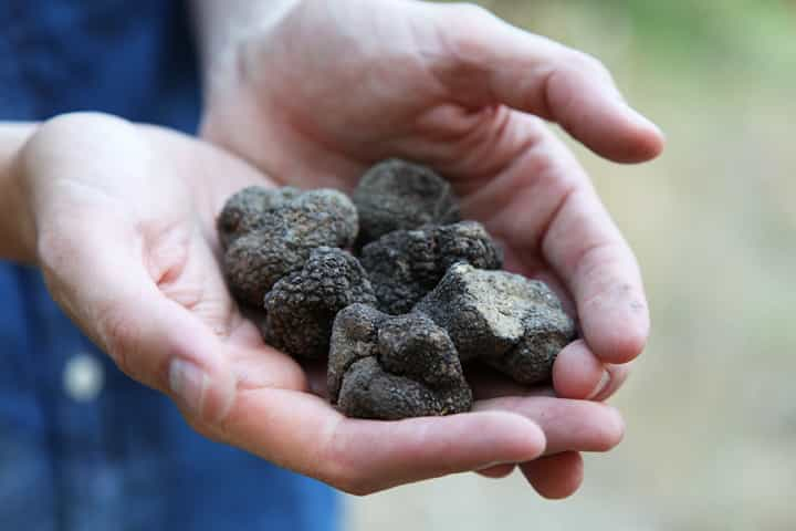 Caza de trufas en la Provenza