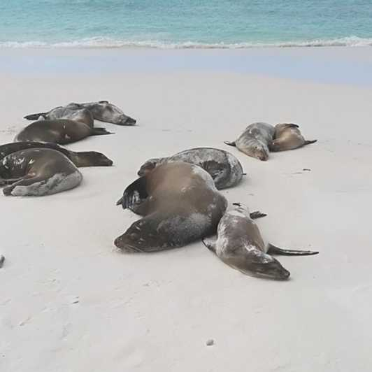 Galápagos: Estación Charles Darwin y Tortuga Bay Tour privado