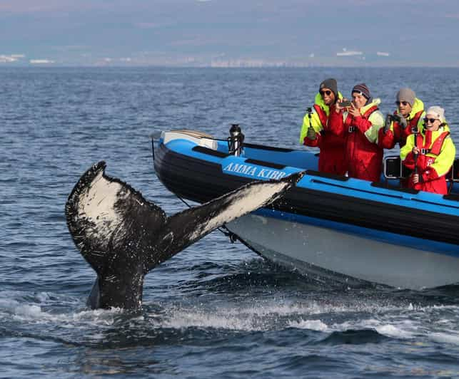 Húsavík: Safari a la Gran Ballena y Excursión a la Isla de los Frailecillos