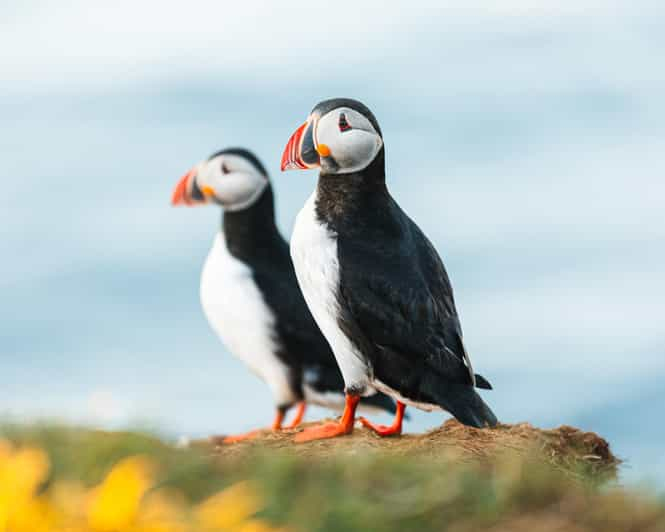 Húsavík: observación de ballenas y tour guiado frailecillos