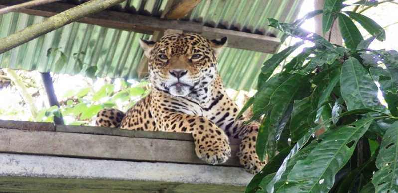 Desde Baños: tour amazónico de día completo selva de Puyo