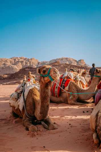 Desde Jaipur: Excursión de un día a Pushkar y Ajmer con paseo en camello.