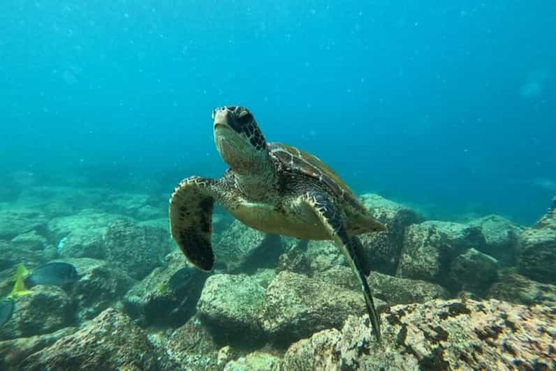 Desde Pto Ayora: Excursión de un día a Floreana y Punta Cormorán