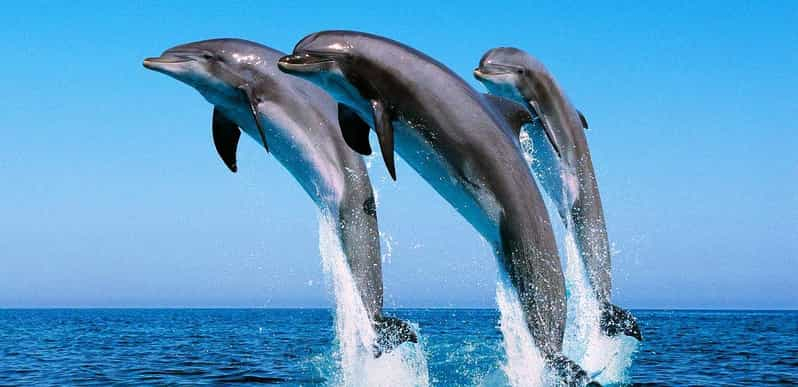 Hurghada: Tour en barco para avistar delfines con snorkel y almuerzo