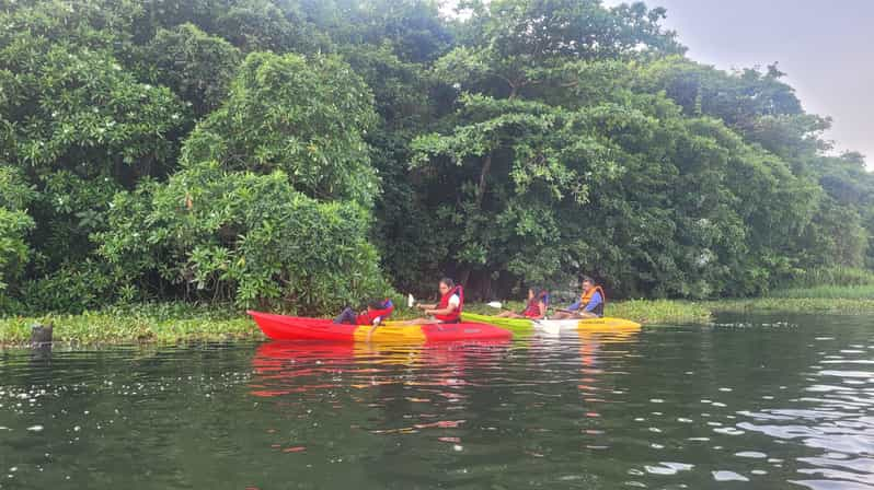 Kayak al Santuario de Aves de la Isla Pathiramanal y Paseo por la Naturaleza