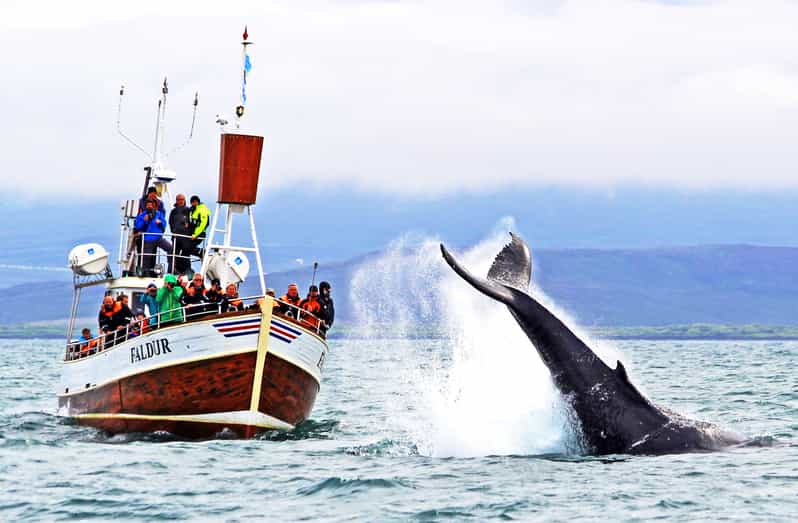 Desde Húsavík Excursión tradicional de avistamiento de ballenas